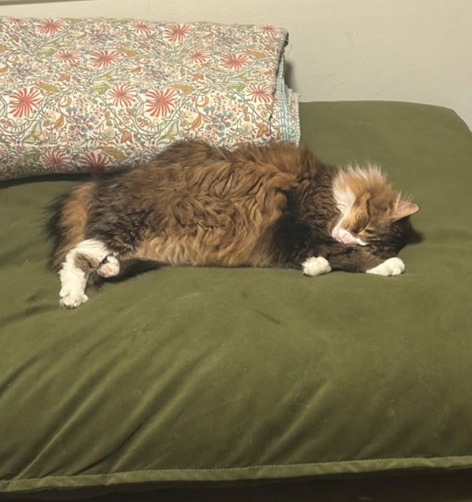 floofy calico stretched at full length and sacked out with his head on his crossed paws; he's lying on a green cushion, with a quilt rolled up beside him