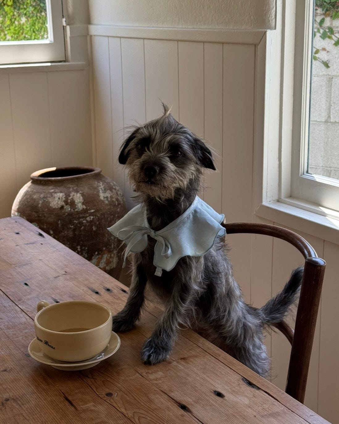 The Wanda Collar x Bucatini