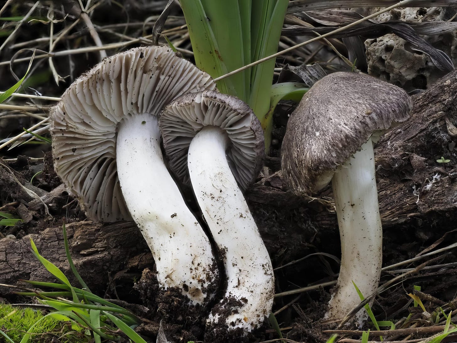 Tricholoma terreum