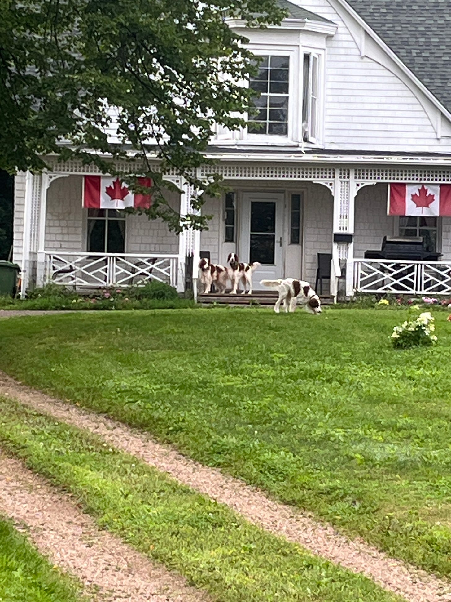 Three English setter dogs with longish fur and floppy ears play on a porch. they have white fur with reddish spots. Three English setter dogs with longish fur and floppy ears play on a porch. they have white fur with reddish spots.