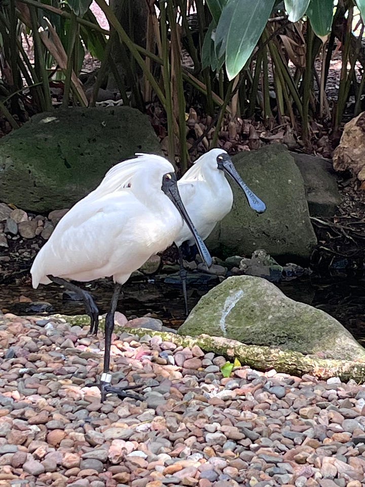 A pair of Spoonbills and a peacock