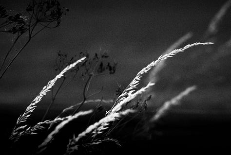 A series of photographs featuring plants and flora finding unusual places to grow