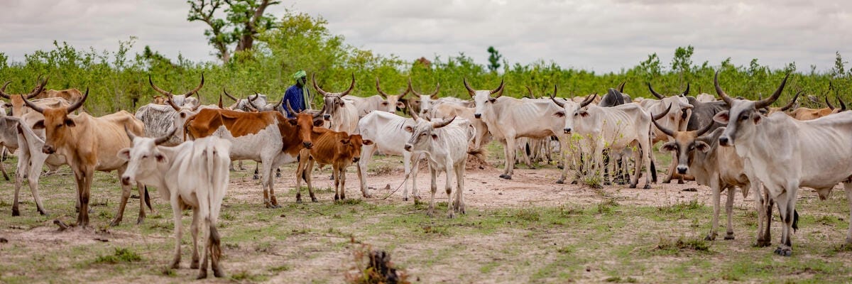 Rift Valley fever