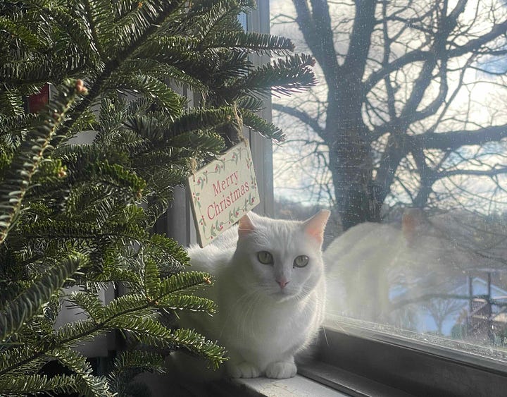 a photo of a white cat and a photo of a gray tabby