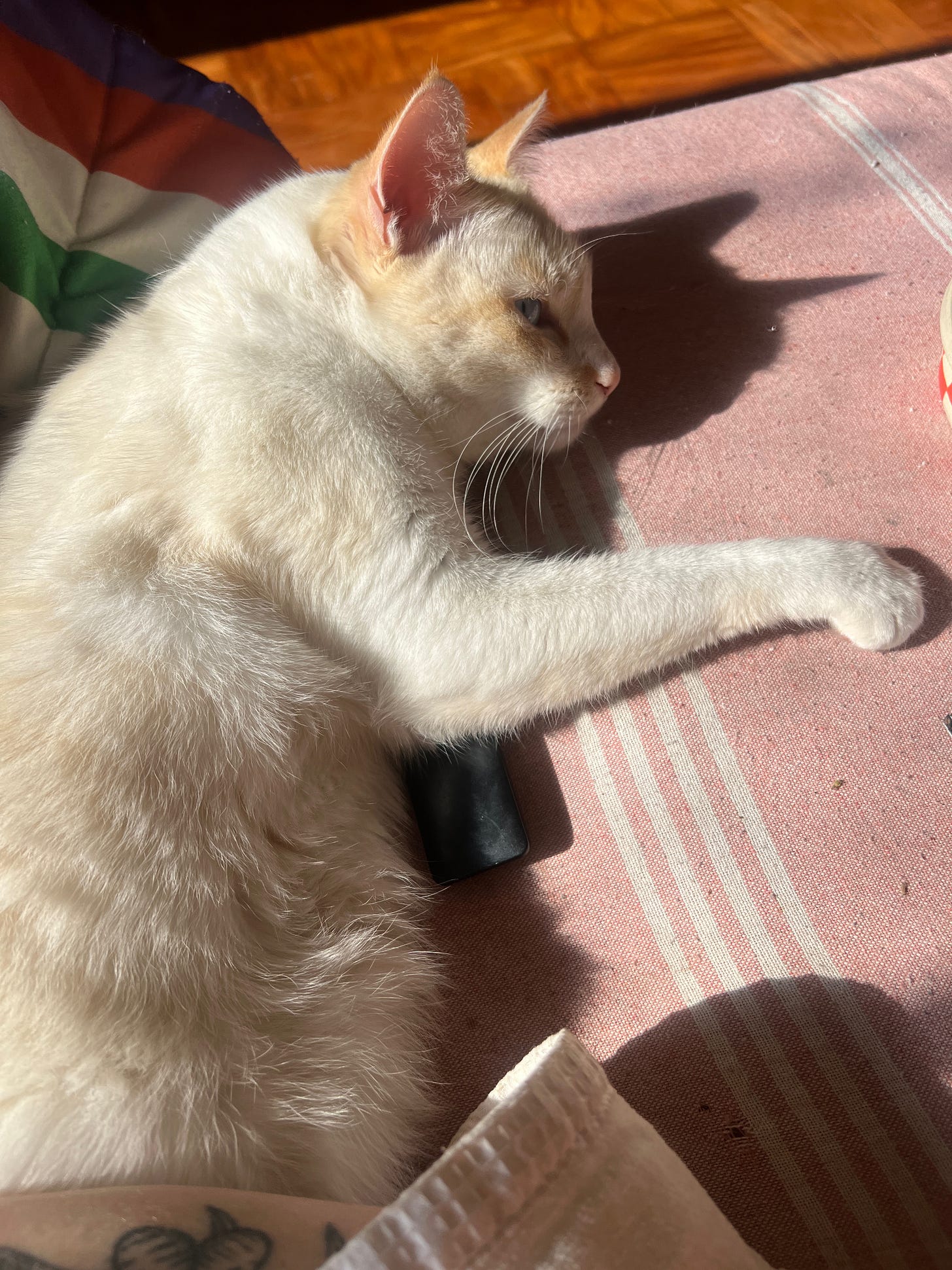 Gato branco com manchas levemente amareladas no focinho e orelha deitado no sofá pegando sol