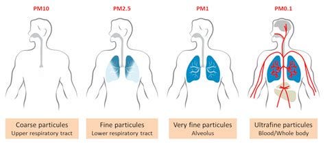 Air Quality: Other Pollutants Beyond Particulate Matter (PM) | Molekule Blog