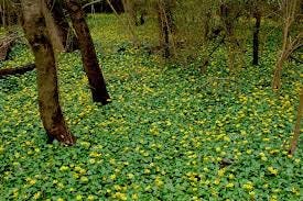 A green and yellow flowers on the ground

AI-generated content may be incorrect.
