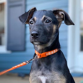 Contrarian Pet of the Week