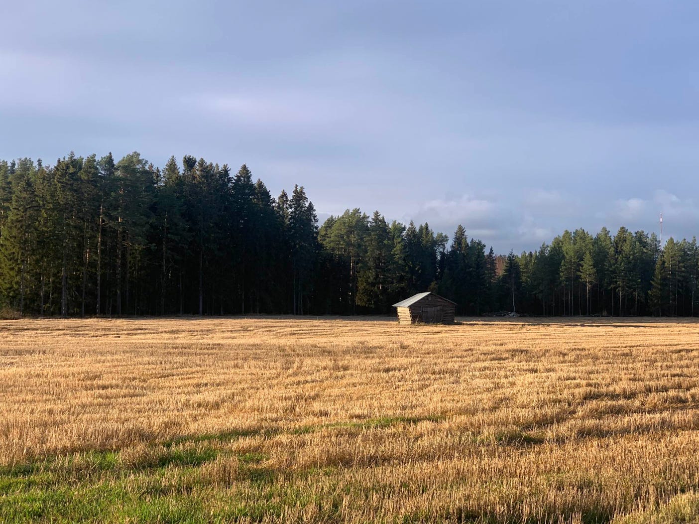 A golden field of cut hay against a tall green pine forest and a blue sky. On the right in the middle ground there is a small log structure that looks like a tiny house. A golden field of cut hay against a tall green pine forest and a blue sky. On the right in the middle ground there is a small log structure that looks like a tiny house.
