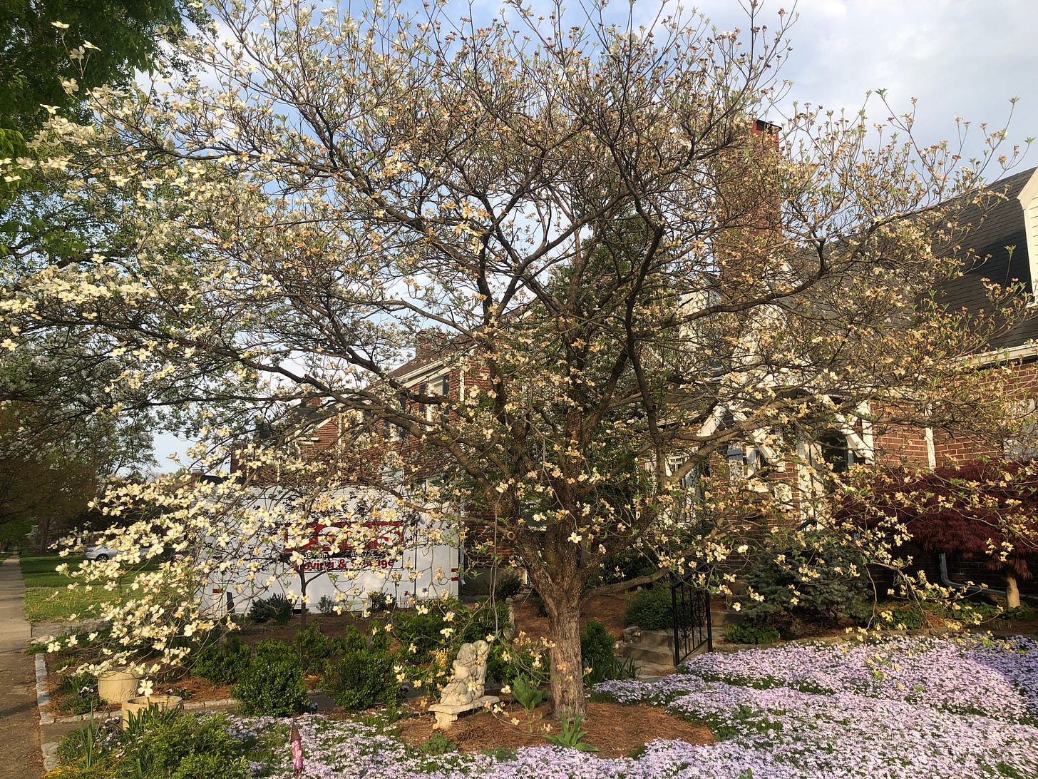 flowering dogwood tree and carpet of Phlox subulata flowers