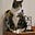Mills the cat (Kevin)'s avatar