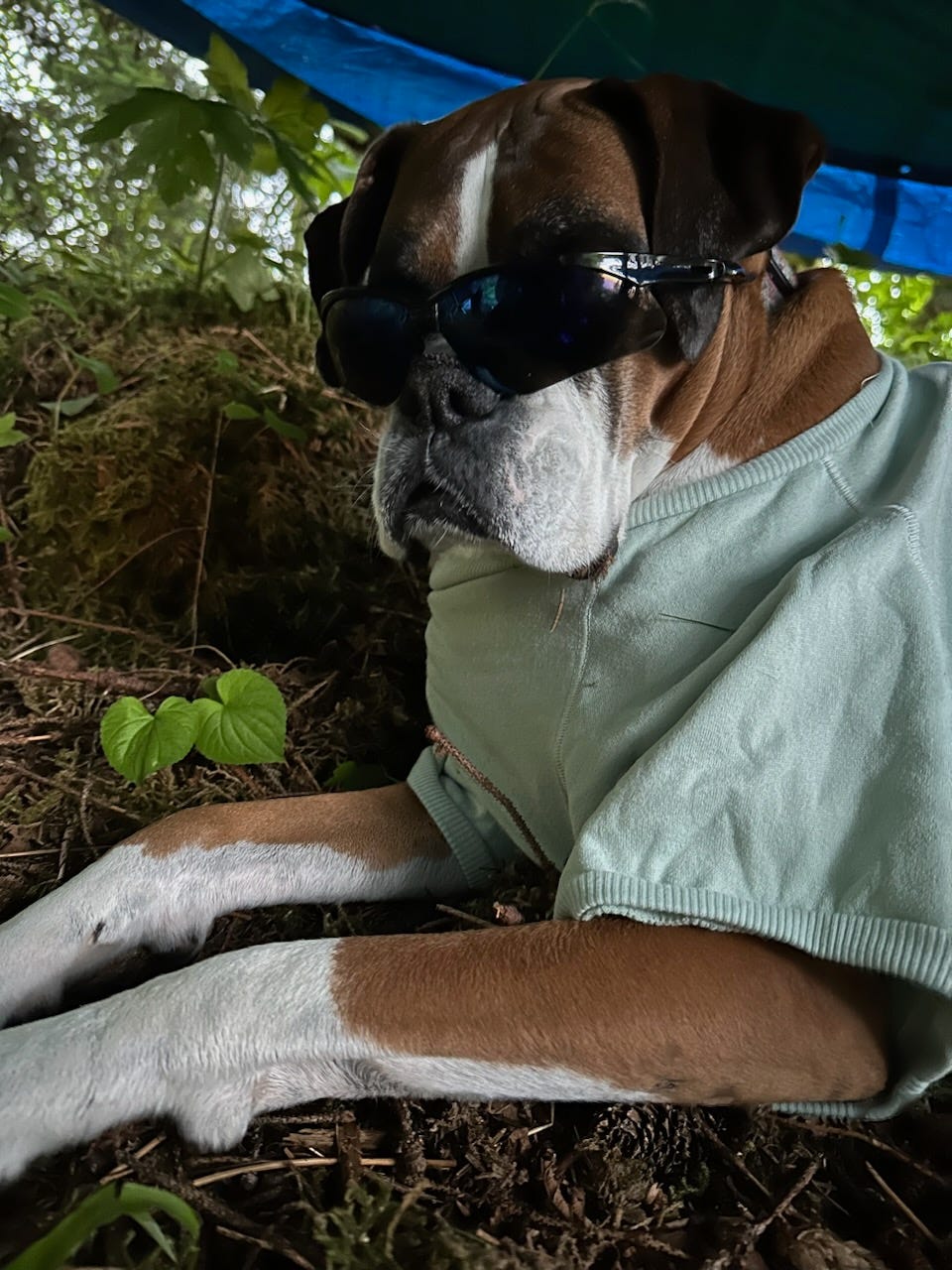 A boxer dog in a coat looks at the camera. She's probably annoyed, but it's hard to tell as she's wearing dark sunglasses. She's laying under a blue rain tarp. There's brown twigs and green plants with moss all around her.