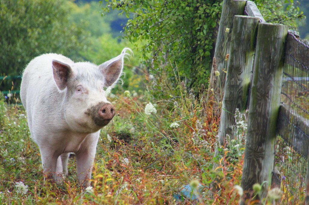 A happy pig in a field. This scene reminded me of something from Charlotte's Web. A happy pig in a field. This scene reminded me of something from Charlotte's Web.