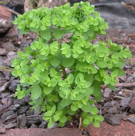 Euphorbia peplus (Cancer Weed, Petty Spurge, Radium Weed) | North Carolina Extension Gardener ...