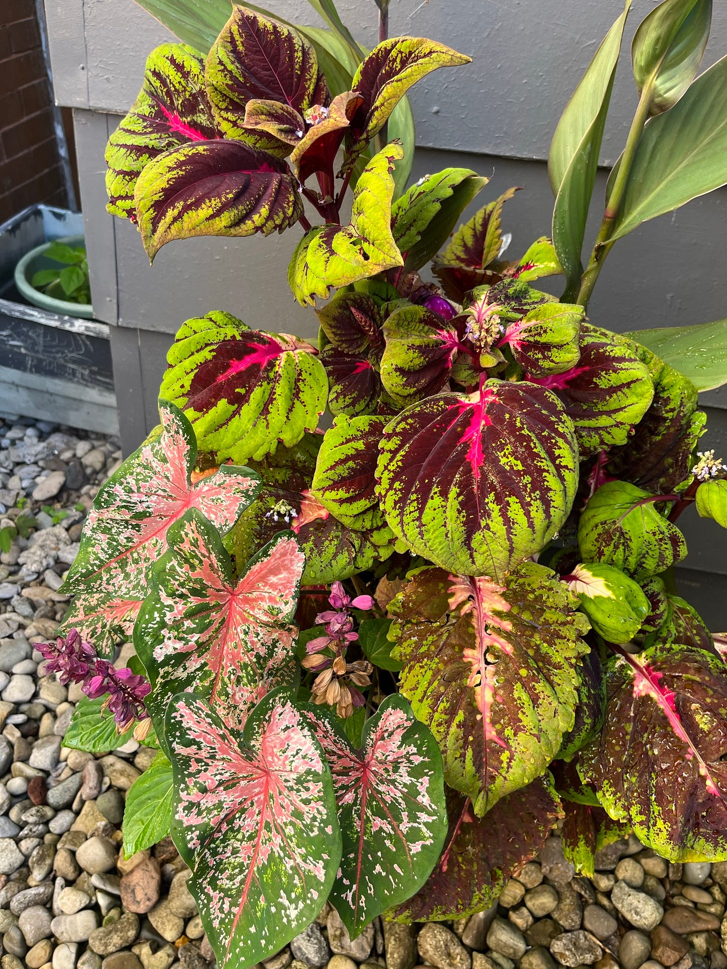 Coleus, caladium, some purple salvia and canna lily in a pot