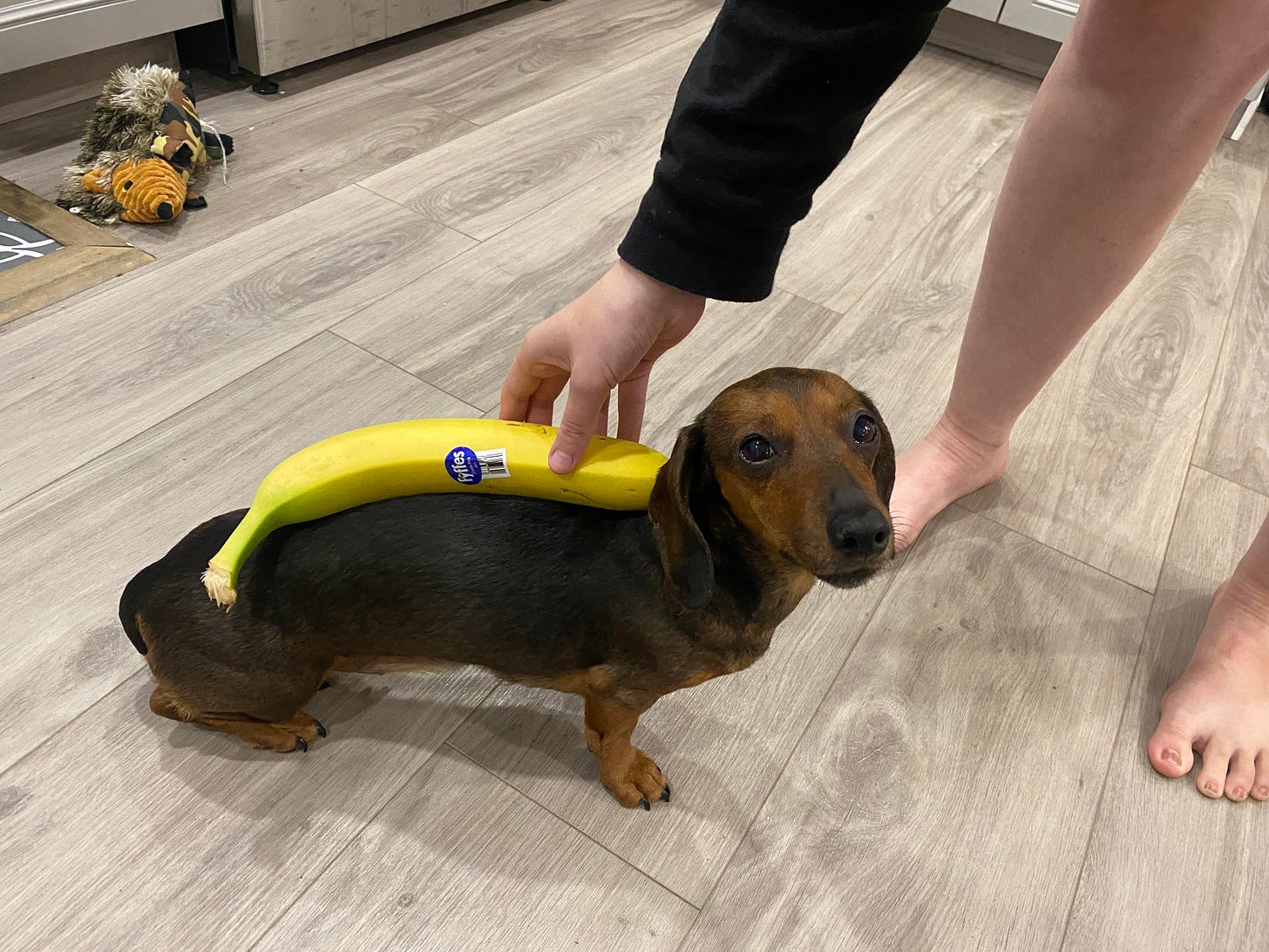 Bananas for scale Bananas for scale
