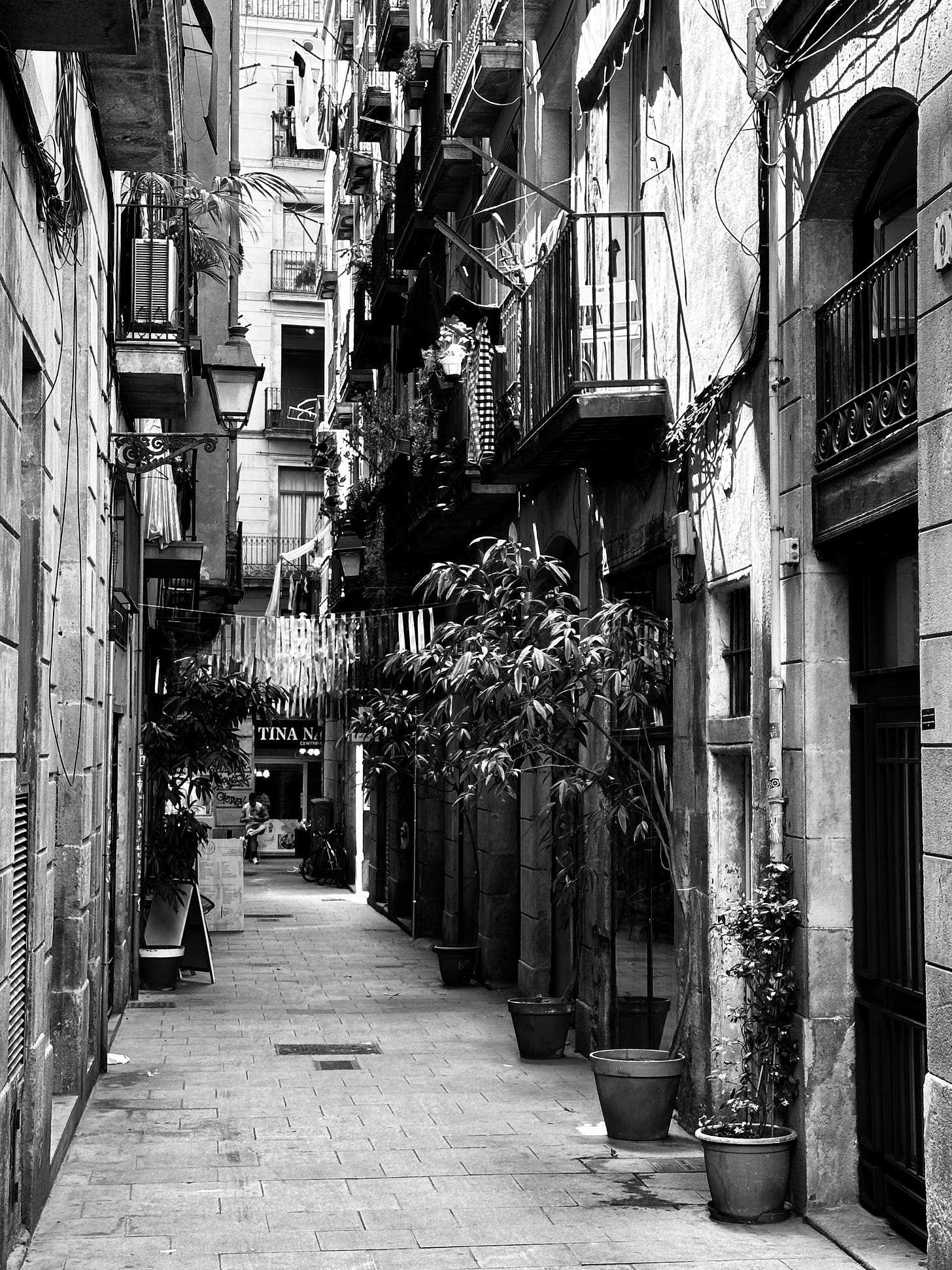 Ancient Paths & Green Sentinels: A Barcelona Alleyway Ancient Paths & Green Sentinels: A Barcelona Alleyway