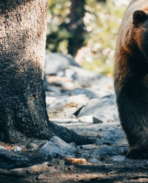 a bear walking on a rock a bear walking on a rock