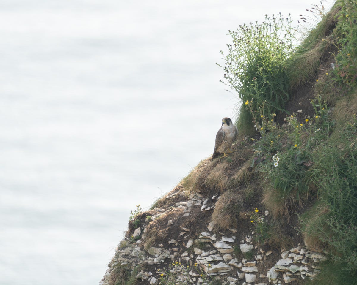 A bird of prey with a black mask and barred chest sitting on a hillside
