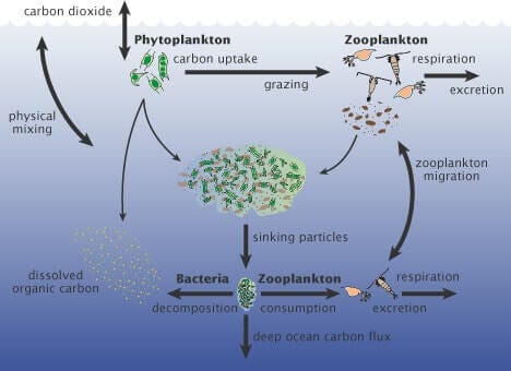Phytoplanktons