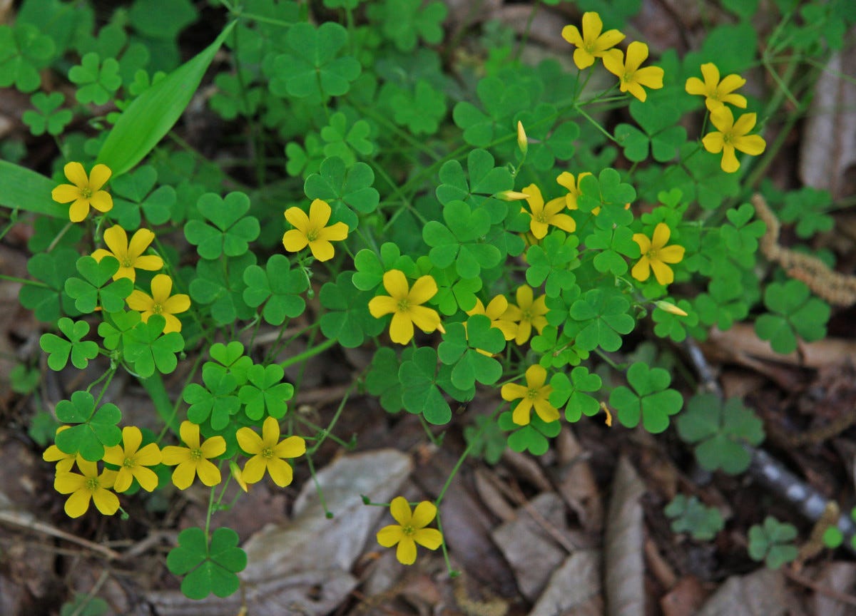 Wood Sorrel: A Nutritious Edible Weed - Dengarden