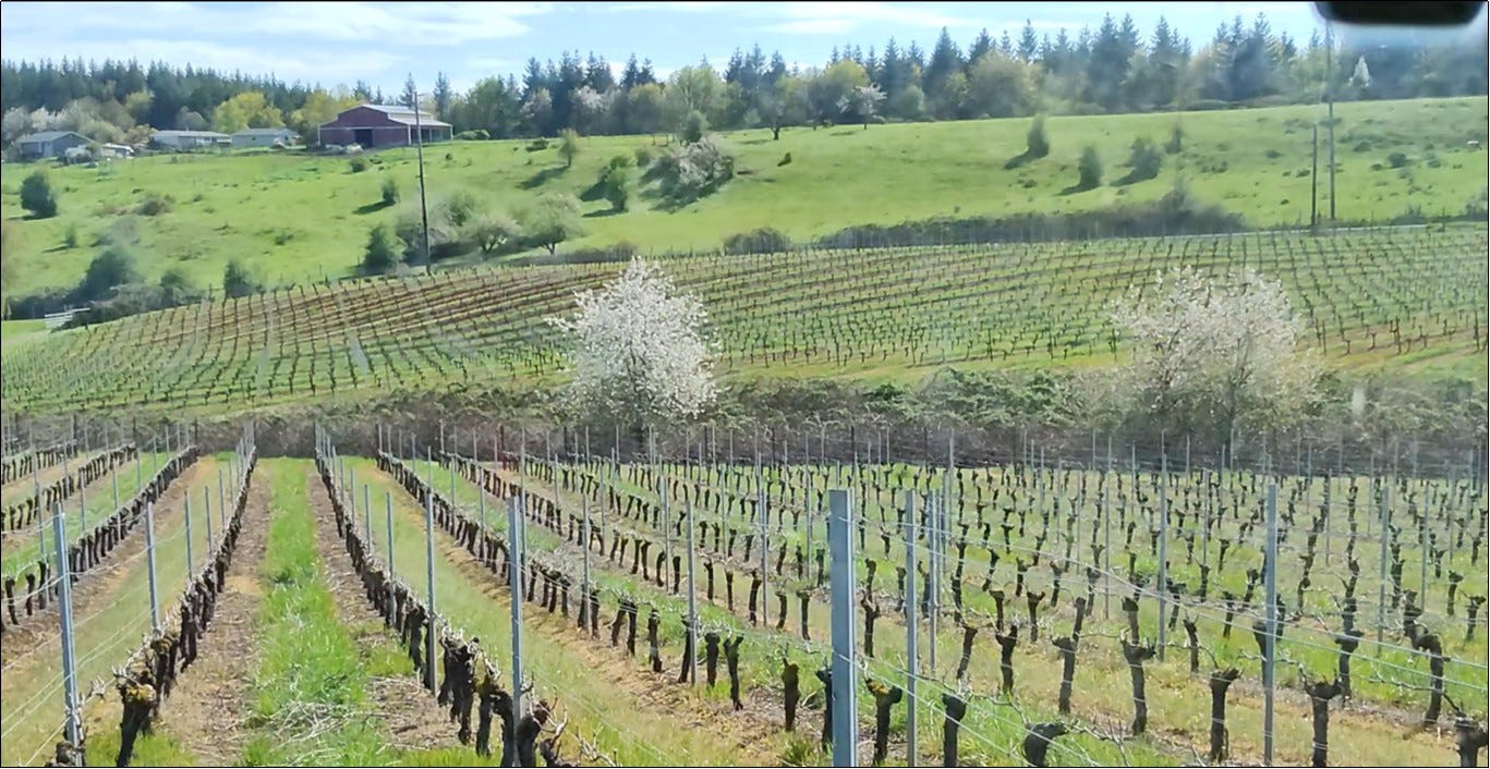 Video link for blooms and bud break at Amalie Robert Estate.