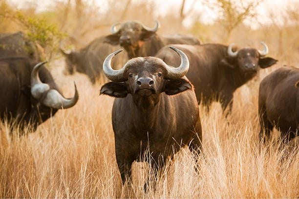Buffalo stare A buffalo looks right into the camera american buffalo stock pictures, royalty-free photos & images Buffalo stare A buffalo looks right into the camera american buffalo stock pictures, royalty-free photos & images