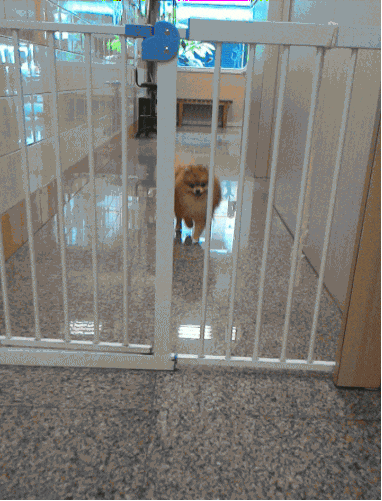 Exit Strategy Dog GIF Exit Strategy Dog GIF