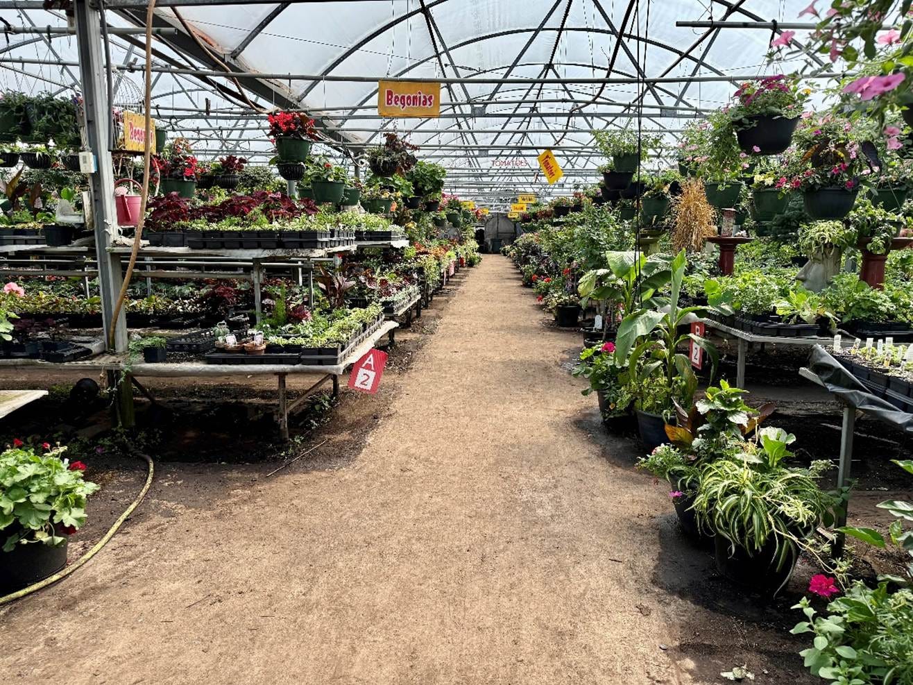 The main hooped building at Byrns Greenhouse