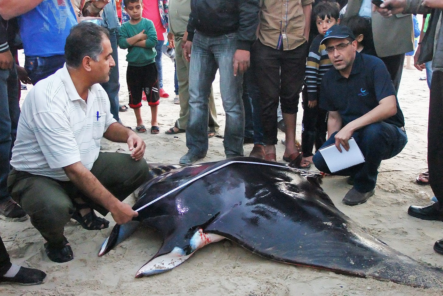 Mohammed Abu Daya, right, collects data on a spinetail devil ray that fishers brought to shore in Gaza in 2015. Image courtesy of Mohammed Abu Daya and Giuseppe Notarbartolo di Sciara. Mohammed Abu Daya, right, collects data on a spinetail devil ray that fishers brought to shore in Gaza in 2015. Image courtesy of Mohammed Abu Daya and Giuseppe Notarbartolo di Sciara.