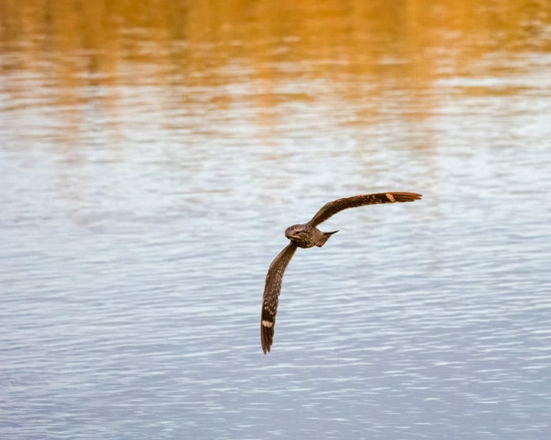 20250524-AguaCaliente-307-Edit.jpg 20250524-AguaCaliente-307-Edit.jpg