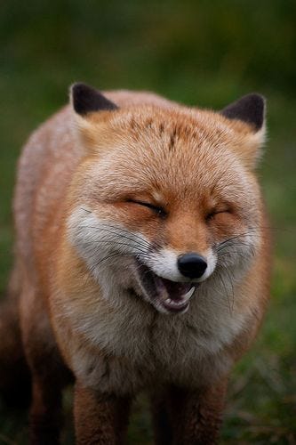 Laughing Fox