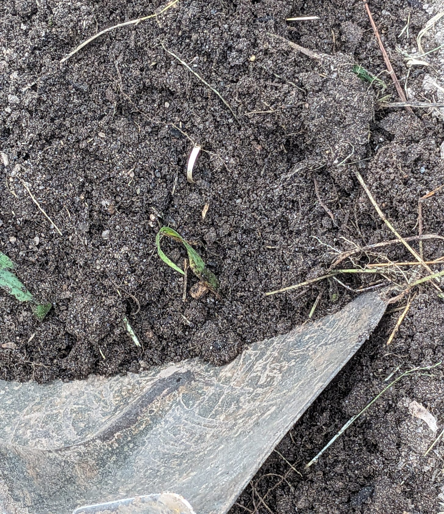 Part of a gold ring sticking up through the dirt