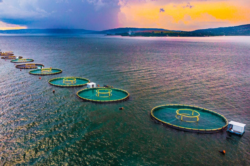 FirstWave Group has fish farming operations in Zambia and Uganda.