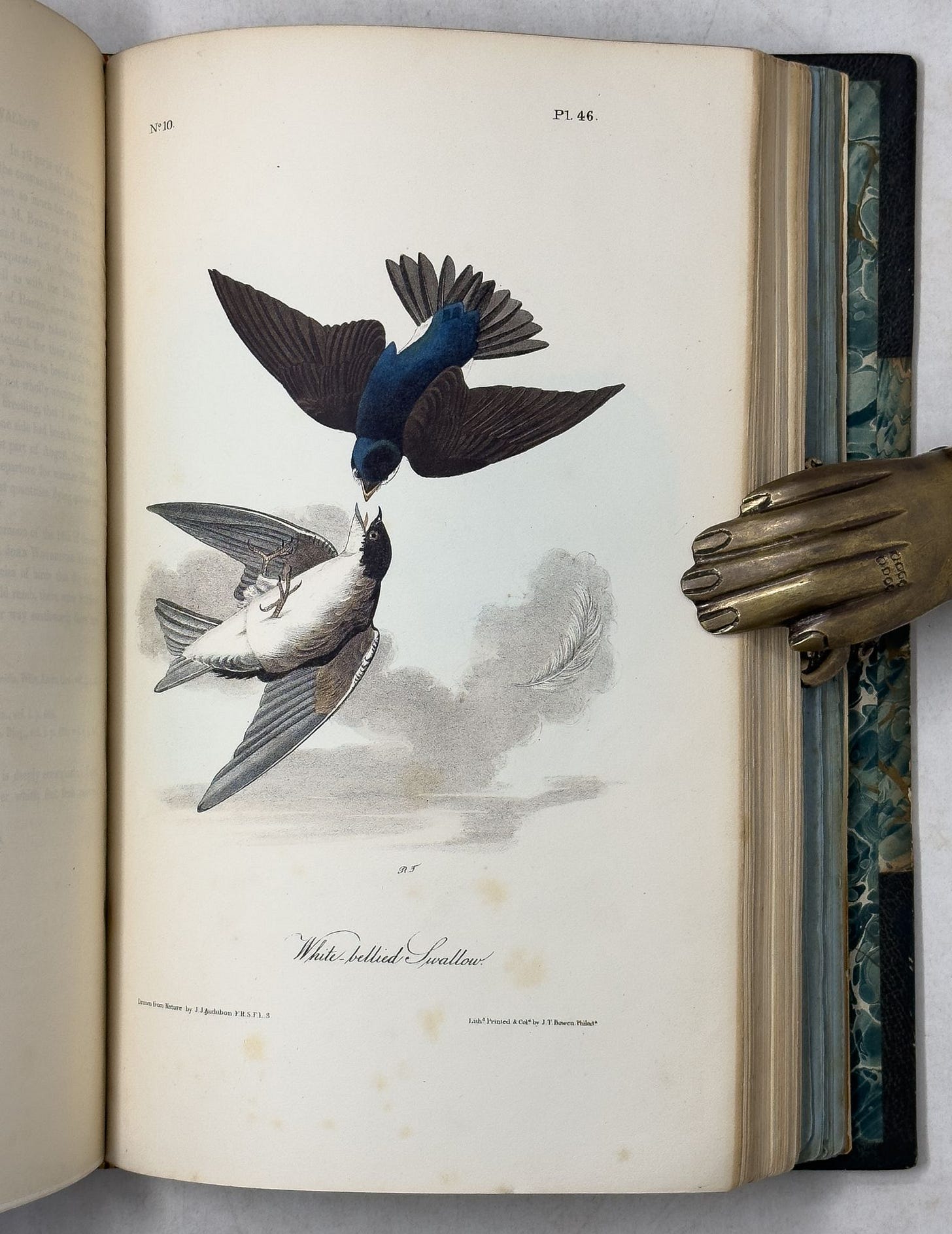 The Birds of America | John James Audubon | First The Birds of America | John James Audubon | First