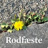 Rodfæste