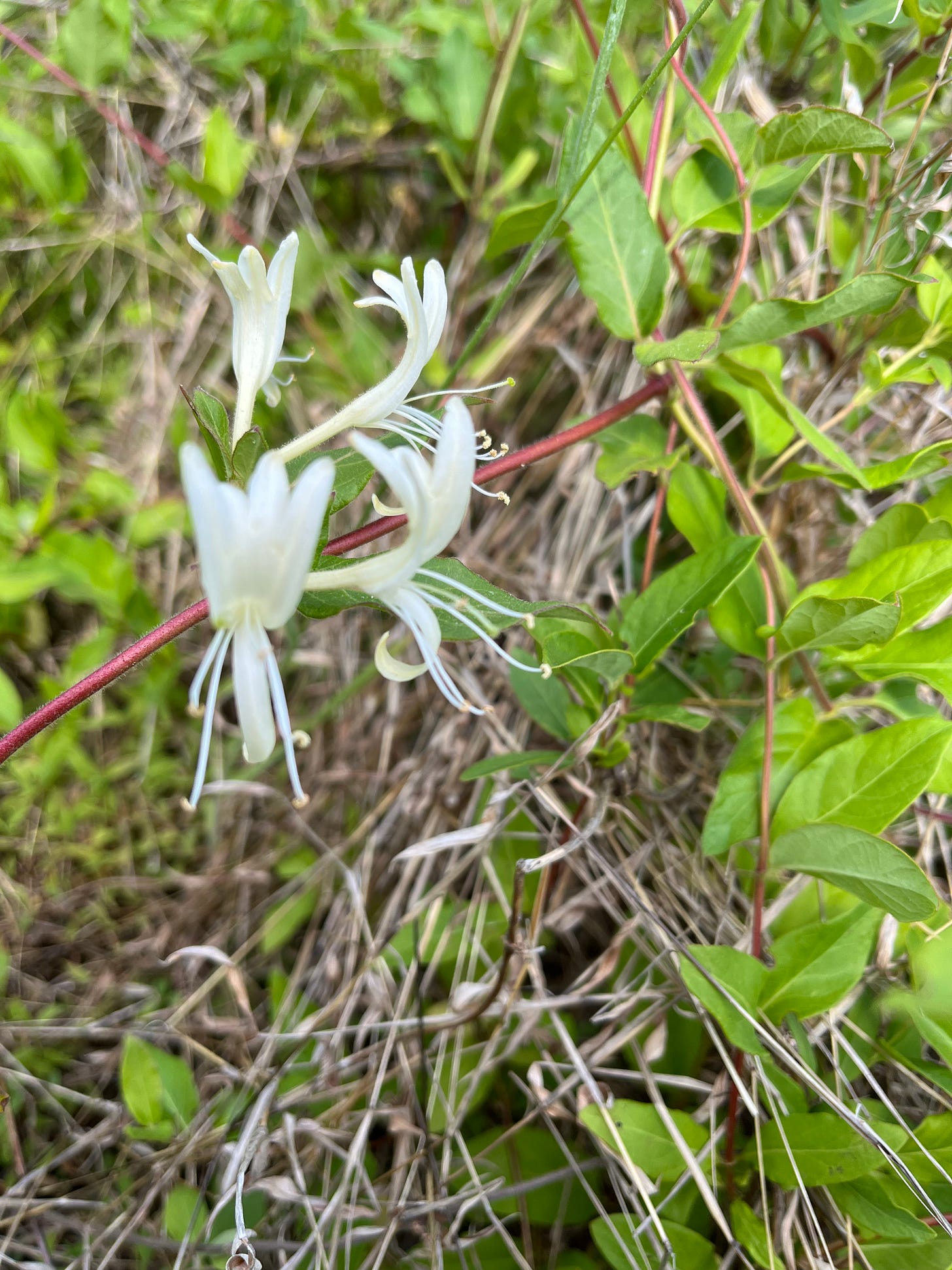 Photo of white honeysuckle flowers.