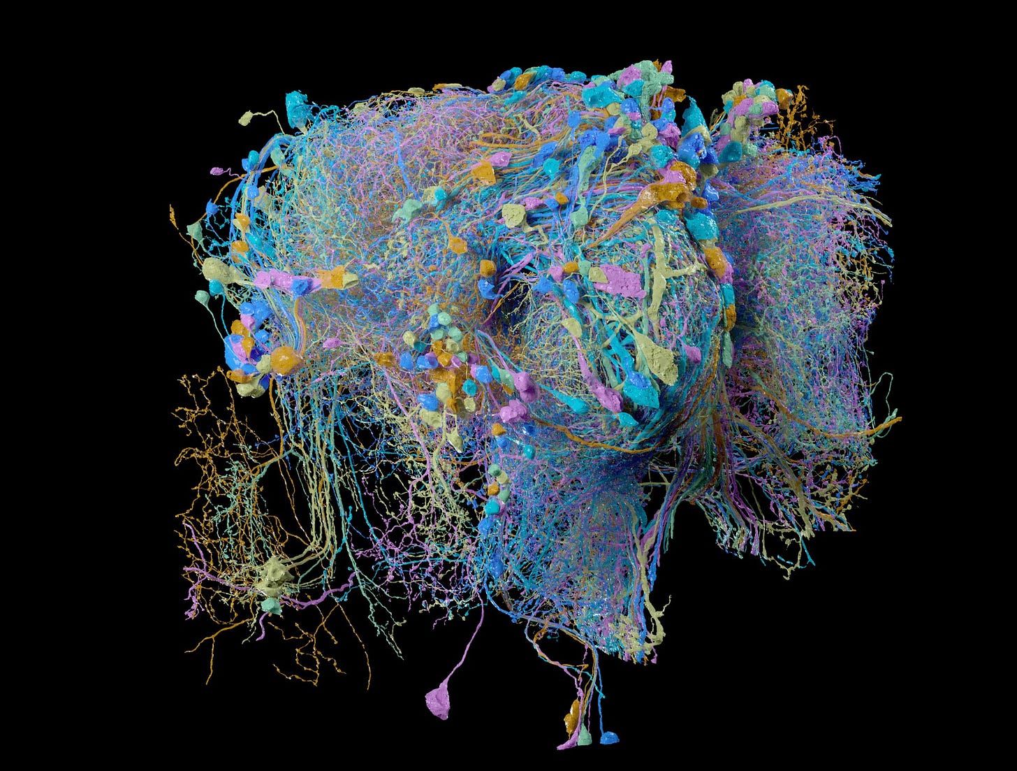 Reconstructing the brain of fruit flies | eLife Science Digests | eLife