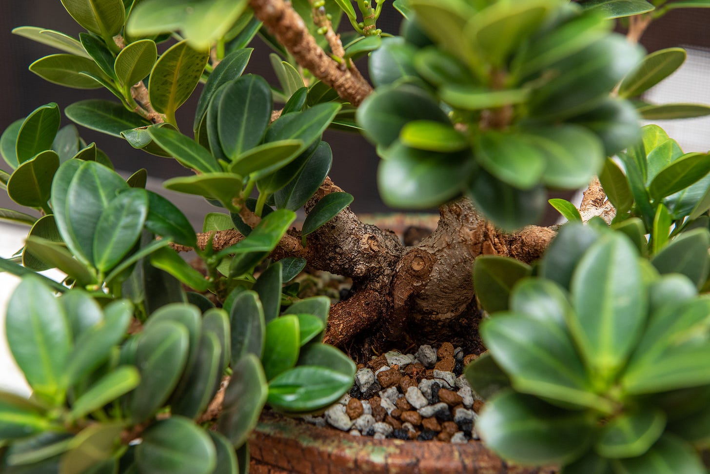 ID: View of the back of the tree, showing more girthy limbs