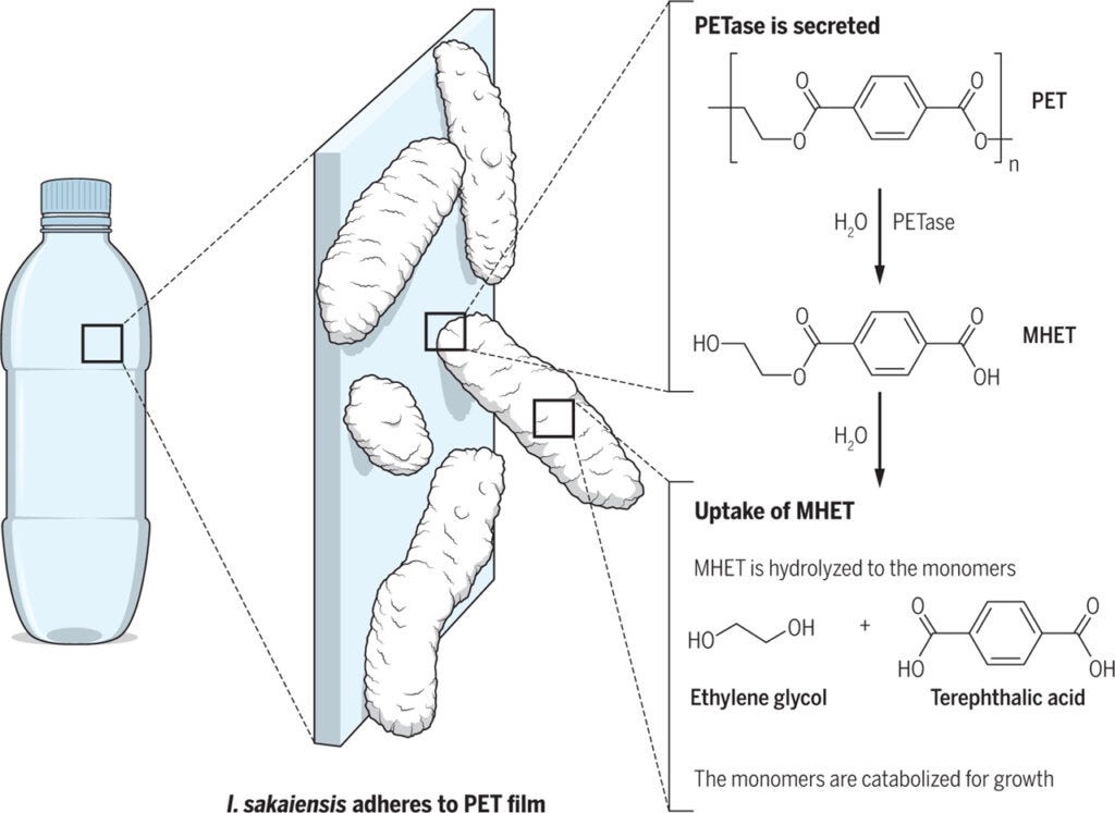 La bacteria capaz de degradar plástico PET - Sin Residuo
