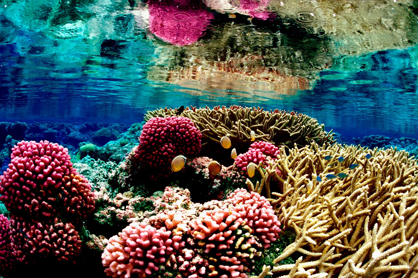 Ocean circulation changes may have killed cold-water corals - GeoSpace - AGU Blogosphere