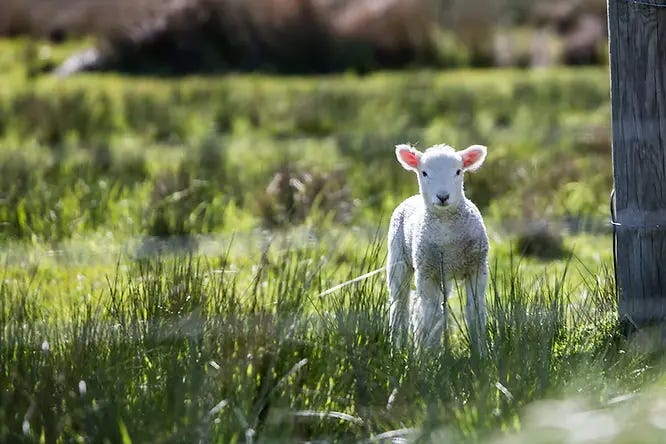 A baby lamb watches a car passing by on the South Island of New Zealand