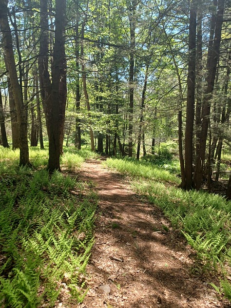 Photos from various hiking locations. Appalachian Tiger Swallowtail butterfly in photo 8