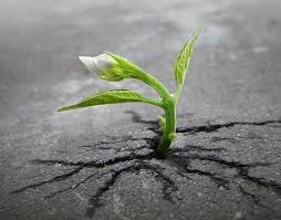 Season of Recovery and Restoration ...