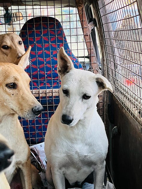 Images of adorable doggos being transported for their spay/neuter and vaccination.