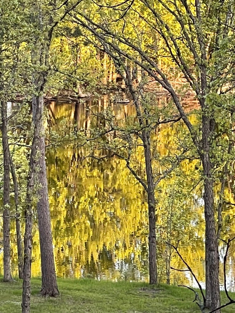 A group of trees in a forest

Description automatically generated