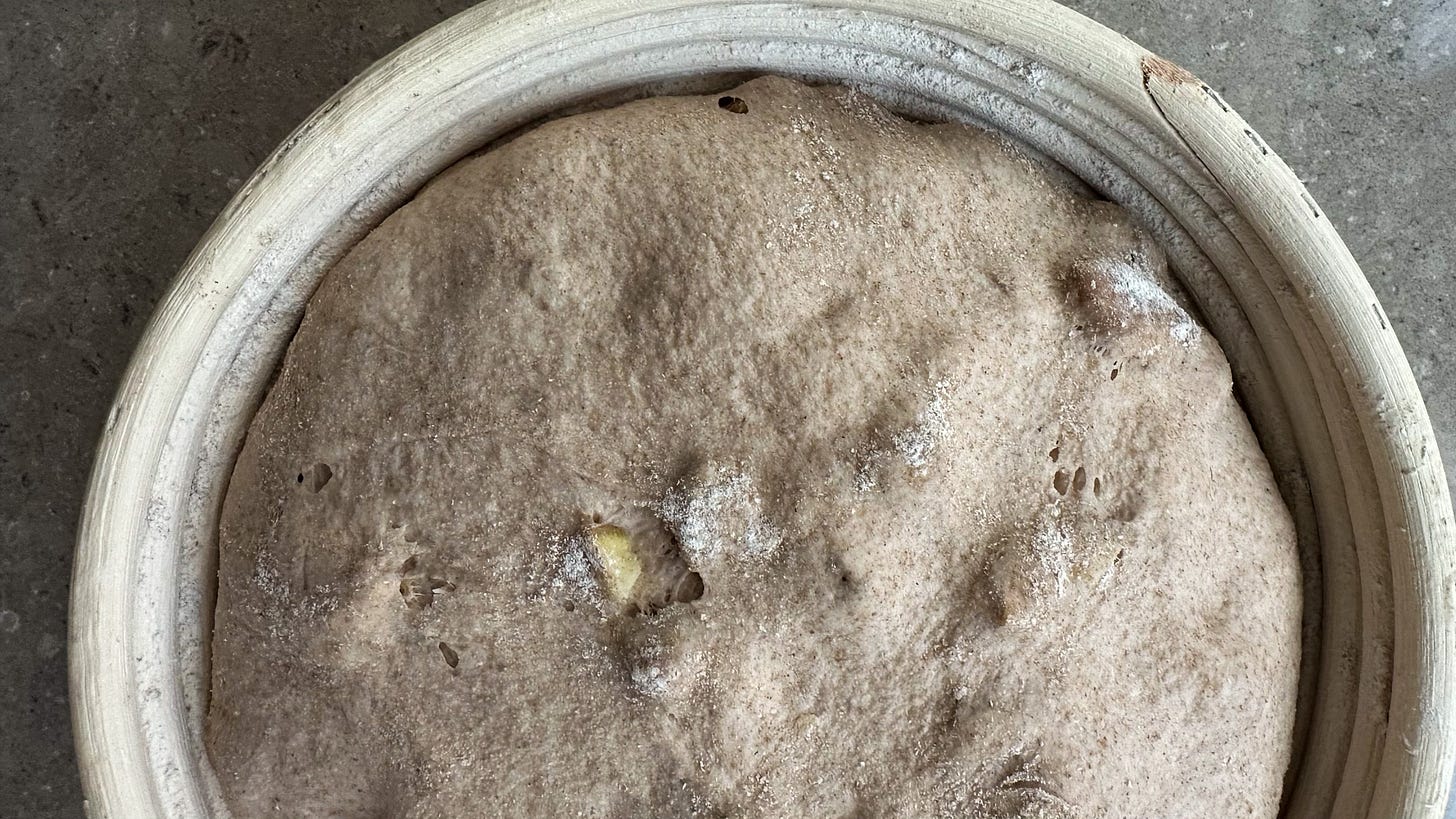 Chestnut bread dough in a proofing bakset. 