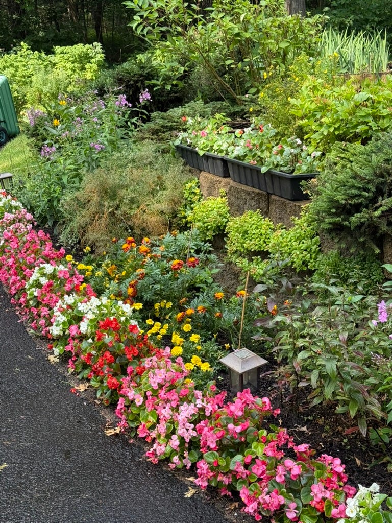 A garden with many flowers

AI-generated content may be incorrect.