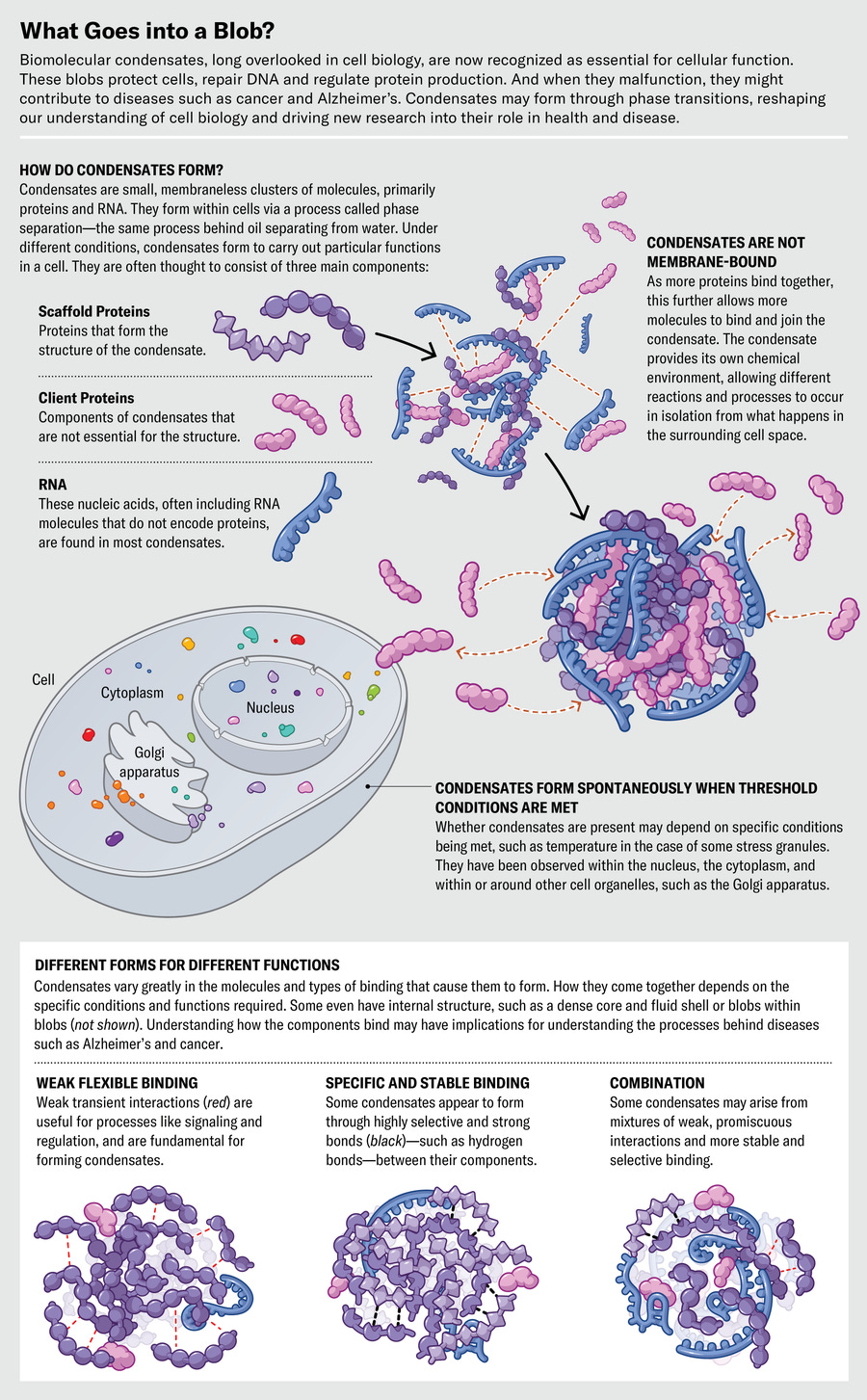 Graphic shows how biomolecular condensates form via phase separation, where they can occur in cells, and three basic forms. The basic forms are rooted in weak flexible binding, specific and stable binding, or a combination of binding types. Graphic shows how biomolecular condensates form via phase separation, where they can occur in cells, and three basic forms. The basic forms are rooted in weak flexible binding, specific and stable binding, or a combination of binding types.