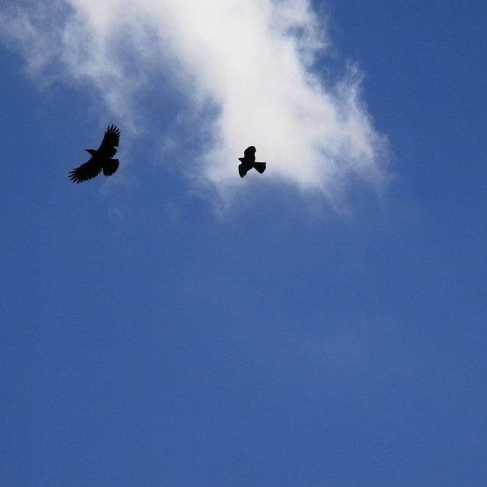 cover of saito Koji's My Guitar can sing; it shows two birds of prety flying in a very blue sky; a wisp of cloud is visible cover of saito Koji's My Guitar can sing; it shows two birds of prety flying in a very blue sky; a wisp of cloud is visible